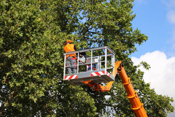 Silverdale, WA  Tree Services Company